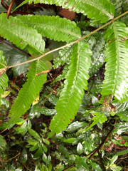 Pteris setulosocostulata
