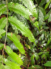 Pteris setulosocostulata