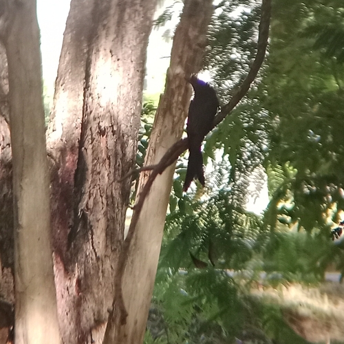 Greater Racket-tailed Drongo
