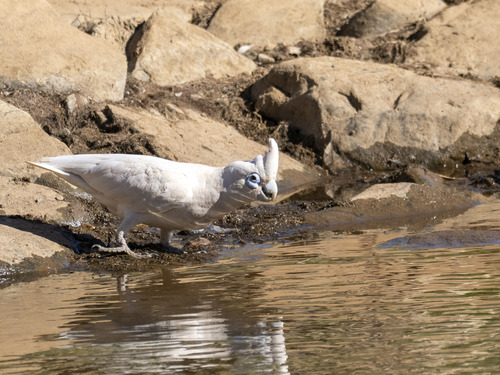 Little Corella