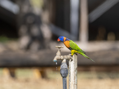 Red-collared Lorikeet