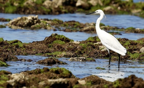 iNaturalist image