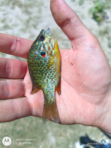 Pumpkinseed