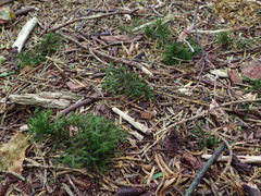 Echinodiopsis hispida