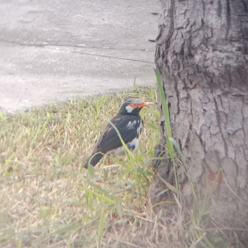 Siamese Pied Starling