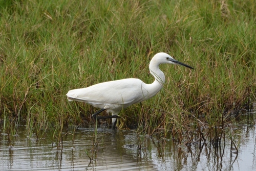 iNaturalist image