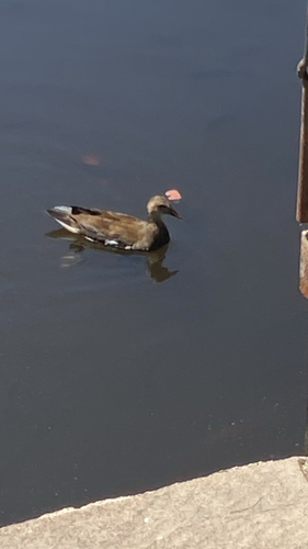 iNaturalist image