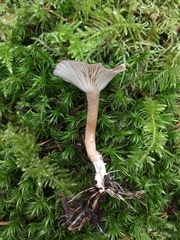 Rhizocybe rhizoides