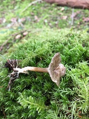 Rhizocybe rhizoides