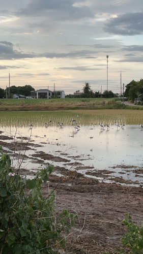 Asian Openbill