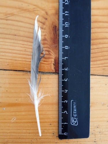 Plume de Mouette pygmée