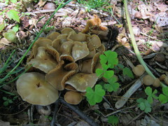 Kuehneromyces marginellus