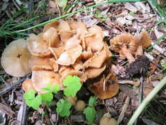 Kuehneromyces marginellus