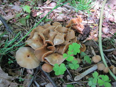 Kuehneromyces marginellus