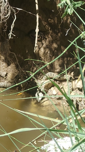Tessellated Water Snake