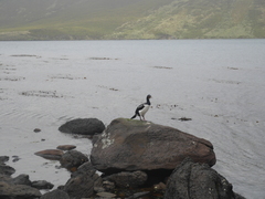 Leucocarbo campbelli