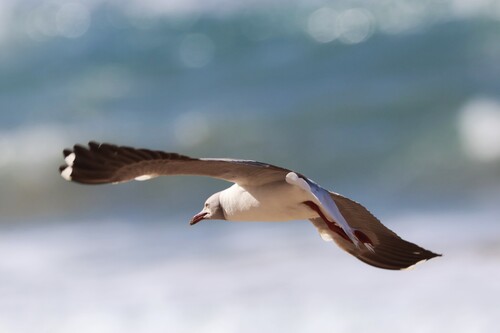 iNaturalist image