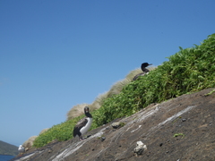 Leucocarbo campbelli