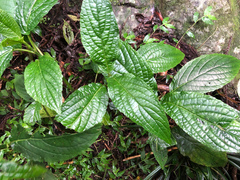 Paraphlomis javanica