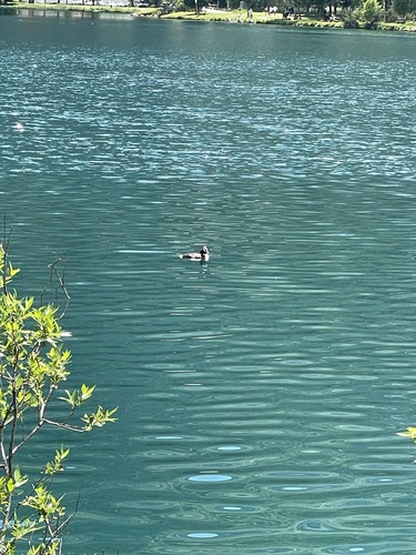 iNaturalist image