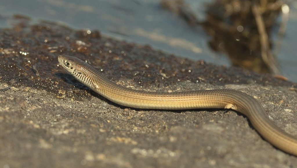 African Whip Lizard