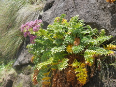 Anisotome latifolia