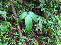 Arisaema grapsospadix