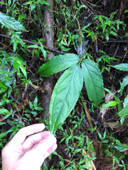 Arisaema grapsospadix