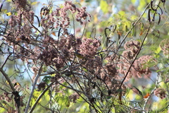 Leiothlypis ruficapilla