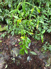 Callicarpa randaiensis