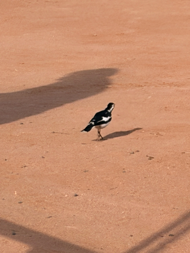 Magpie-lark
