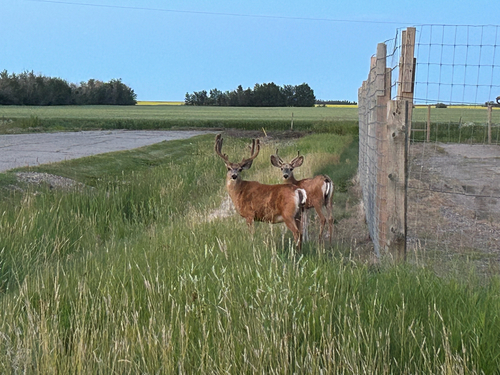Mule Deer
