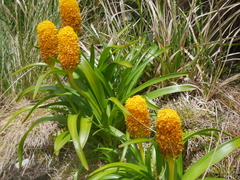 Bulbinella rossii