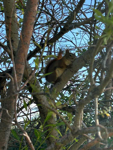 American Red Squirrel