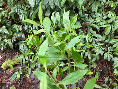 Callicarpa randaiensis