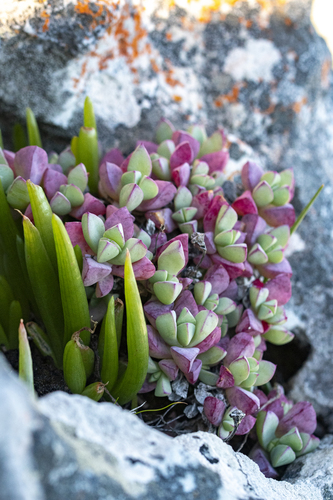 Oscularia caulescens, photograph 1