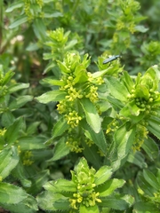 Cruciata laevipes