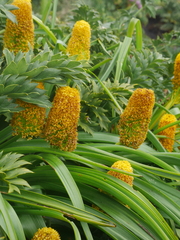 Bulbinella rossii