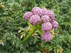 Anisotome latifolia