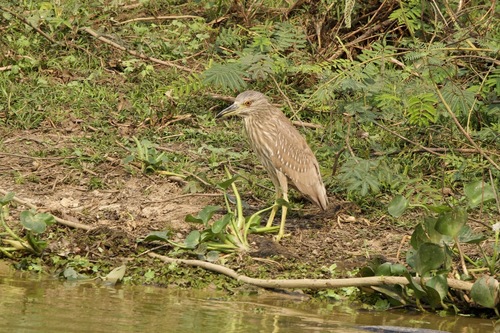 iNaturalist image