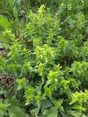 Cruciata laevipes