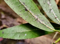 Euthoracaphis umbellulariae