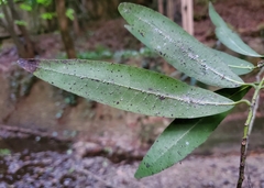 Euthoracaphis umbellulariae