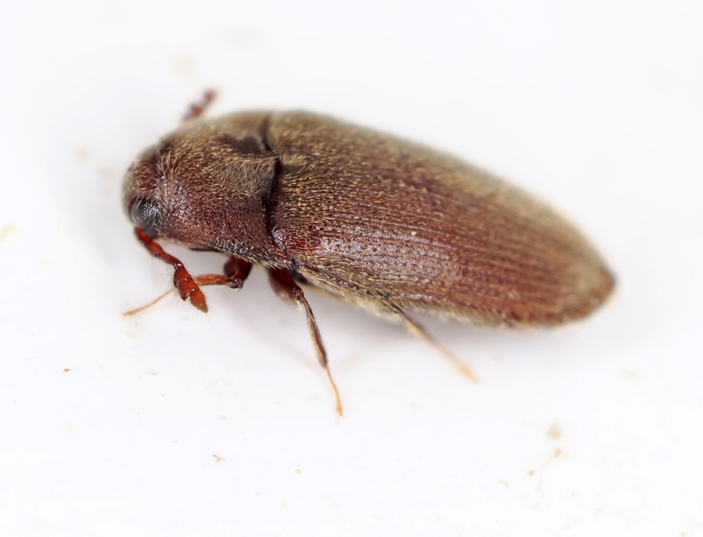 Trixagus carinicollis