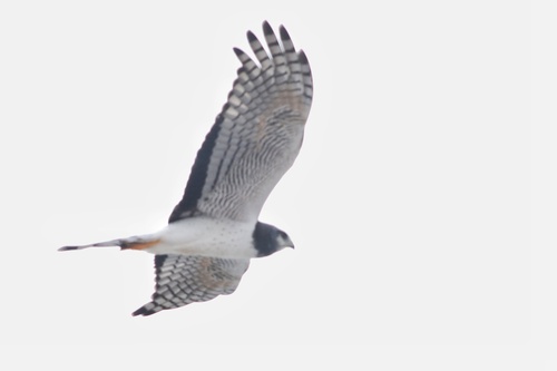 Long-winged Harrier