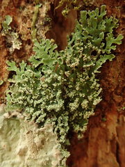 Heterodermia isidiophora