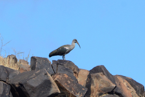iNaturalist image