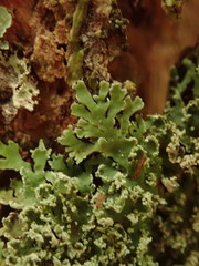 Heterodermia isidiophora