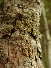 Brigantiaea chrysosticta