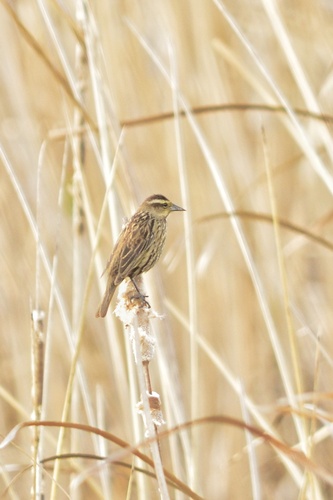 Yellow-winged Blackbird